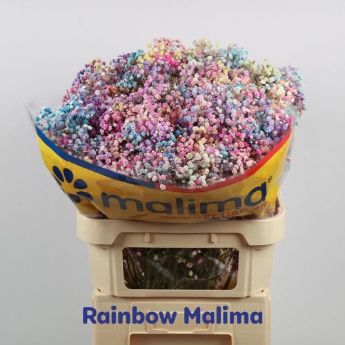 Gypsophila overig kleurbehandeld H%