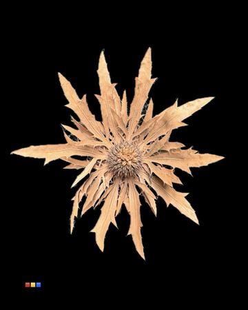 Eryngium alpinum kleurbehandeld H%
