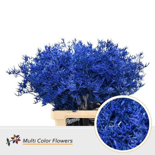 Limonium overig kleurbehandeld H%