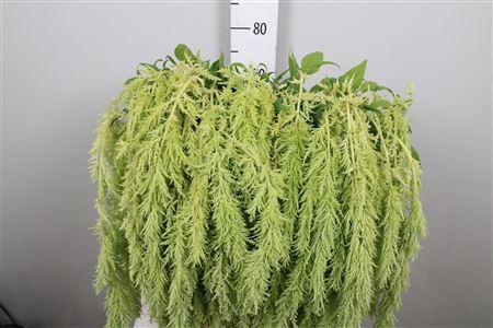 Amaranthus caudatus 'Green Spider'