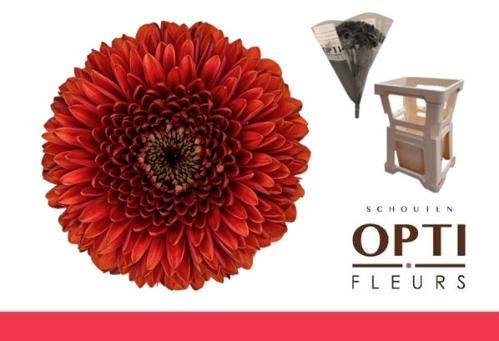 Gerbera mini bolvormig Pomponi Rizzo