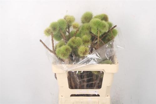 Decoratiegroen groot blad