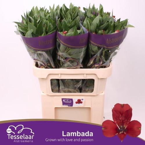 Alstroemeria Lambada