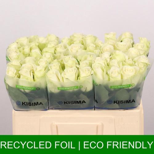 Rosa grootbloemig Snowstorm+