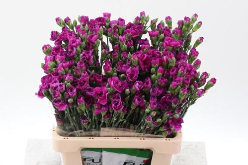 Dianthus tros Jacaranda