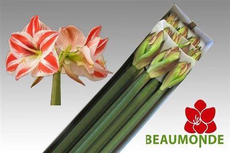 Hippeastrum Galaxy Grp 'Superstar'