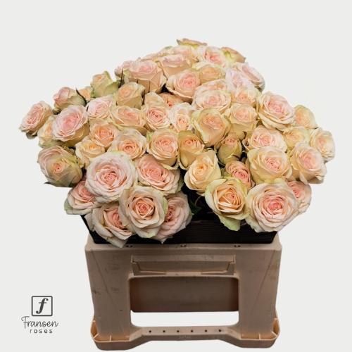 Rosa tros Pinky Promise