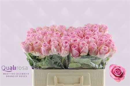 Dianthus tros 'Gazelle'