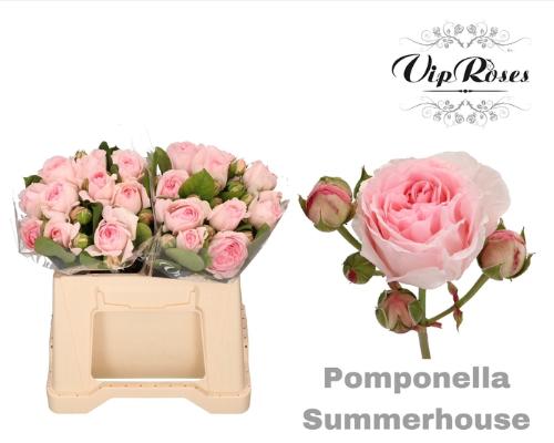 Rosa grootbloemig Pomponella Summerhouse