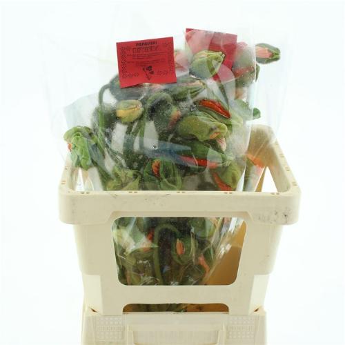 Papaver orientale 'Pizzicato'