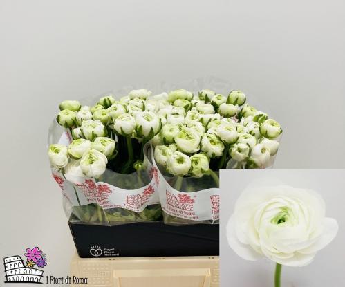 Ranunculus asiaticus 'Dolcevita White'