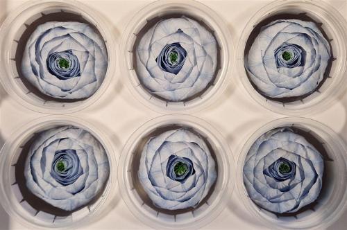 Rosa grootbloemig kleurbehandeld H%