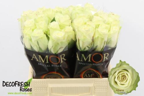 Rosa grootbloemig Athena