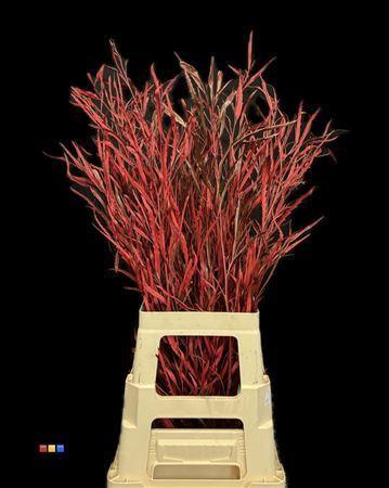 Decoratiegroen kleurbehandeld per bos H%