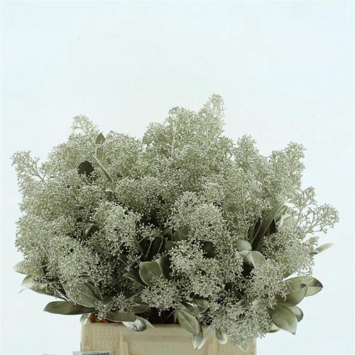 Skimmia per bos overig kleurbehandeld H%