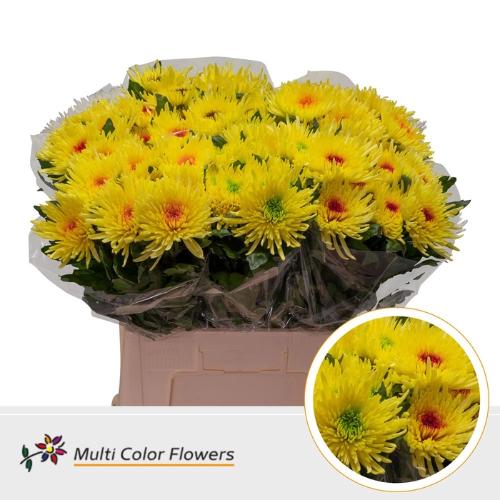 Chrysanthemum geplozen kas kleurbehandeld H%