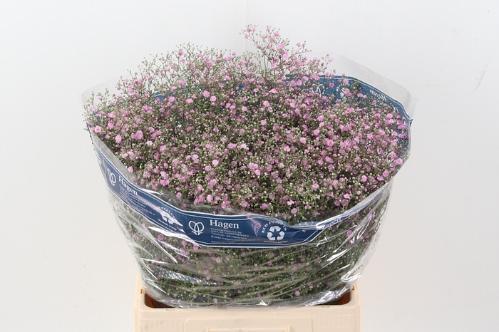 Gypsophila paniculata 'My Pink'