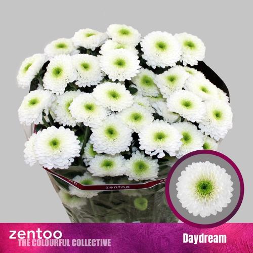 Chrysanthemum (Indicum Grp) tros Daydream