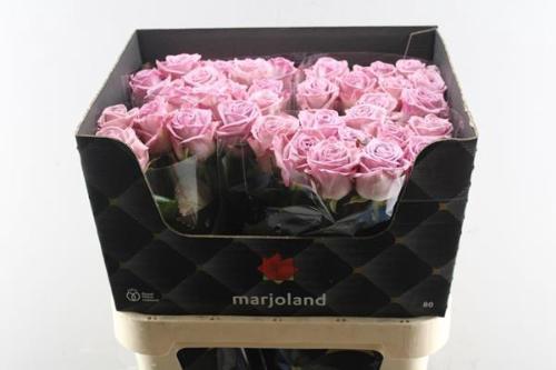 Rosa grootbloemig Nayeli!