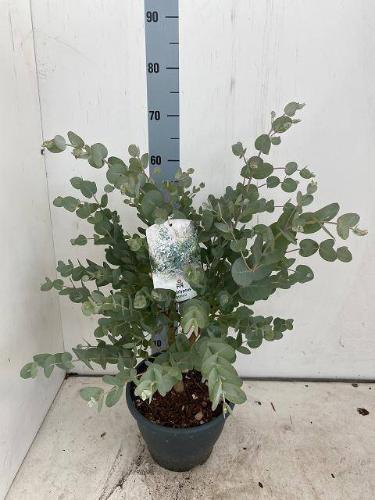 Eucalyptus gunnii