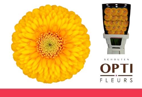 Gerbera mini bolvormig Pomponi Honeydew