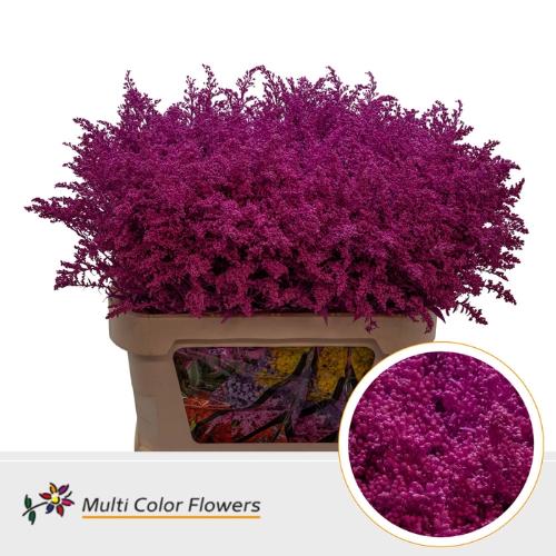 Solidago kleurbehandeld H%