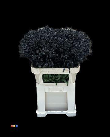 Solidago kleurbehandeld H%