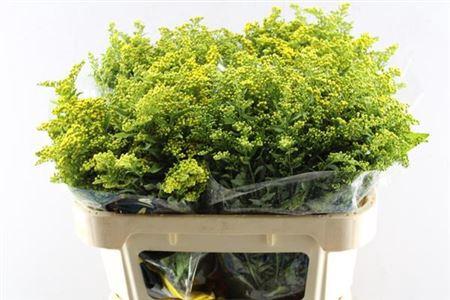 Solidago Carzan Glory