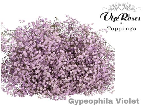 Gypsophila overig kleurbehandeld H%