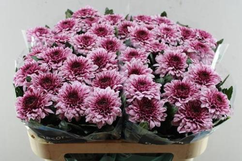 Chrysanthemum Indicum Grp geplozen kas Pip