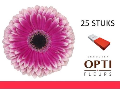 Gerbera grootbloemig 'Prelude'