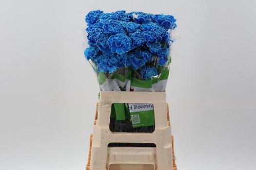 Dianthus standaard kleurbehandeld H%