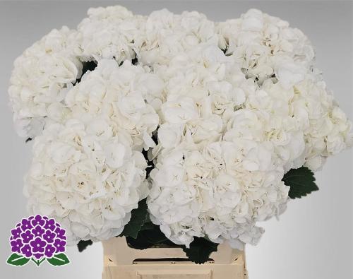 Hydrangea macrophylla Royal Princess