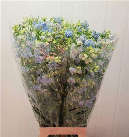 Delphinium grandiflorum enkelbloemig 'Morpho Platinum Blue'