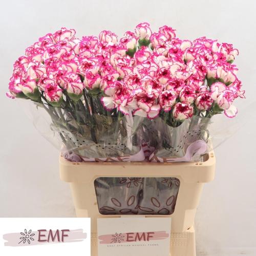 Dianthus standaard 'Kino'