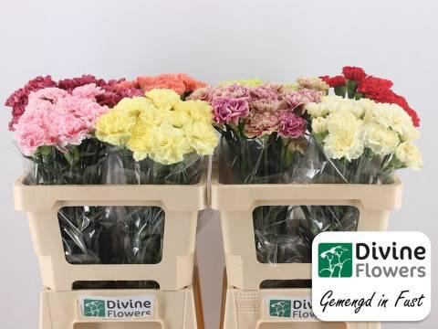 Dianthus standaard gemengd in fust