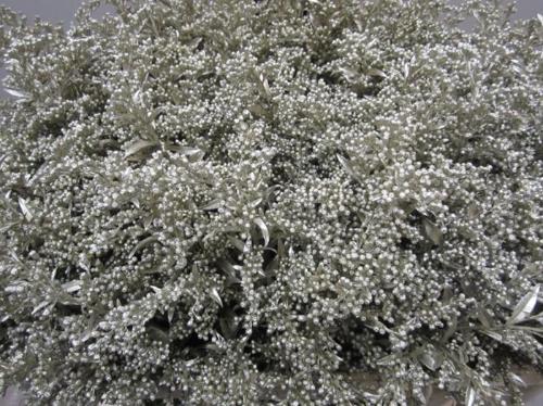 Solidago kleurbehandeld H%