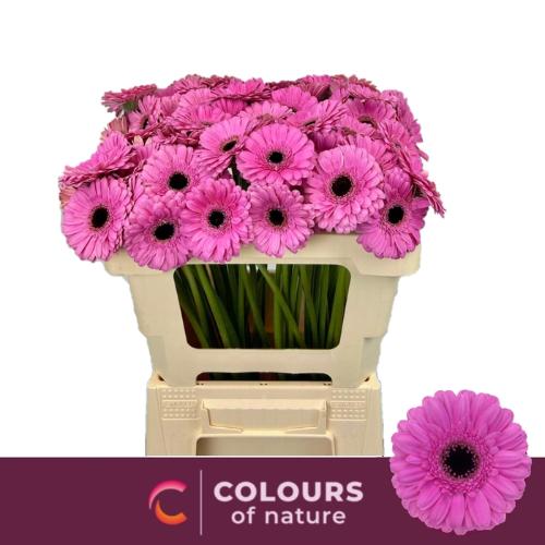 Gerbera mini Dolcetto