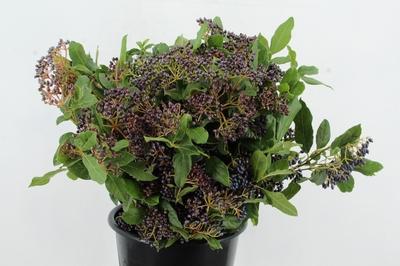 Viburnum tinus per stuk overig