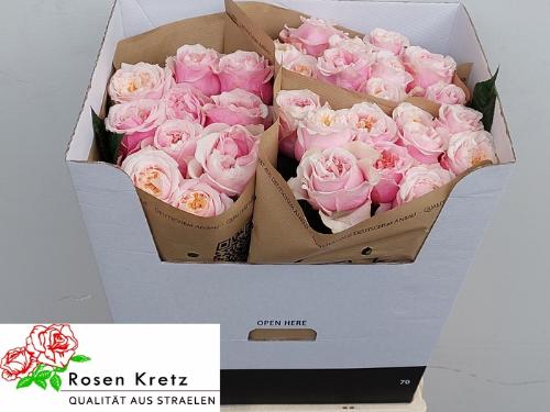 Rosa grootbloemig Notting Hill