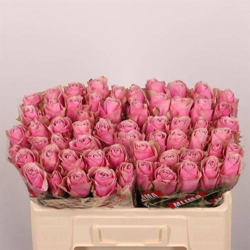 Rosa grootbloemig Athena Royale