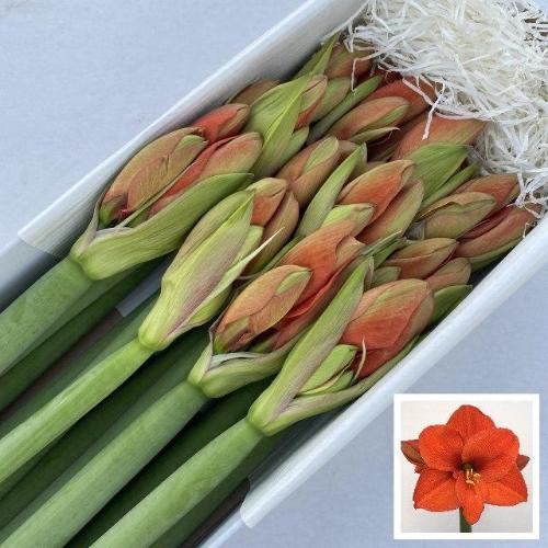 Hippeastrum Galaxy Grp 'Naranja'