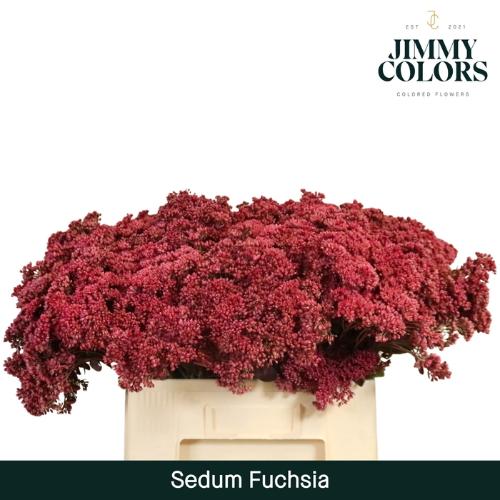 Sedum kleurbehandeld H%