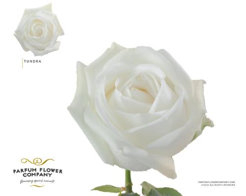 Rosa grootbloemig overig