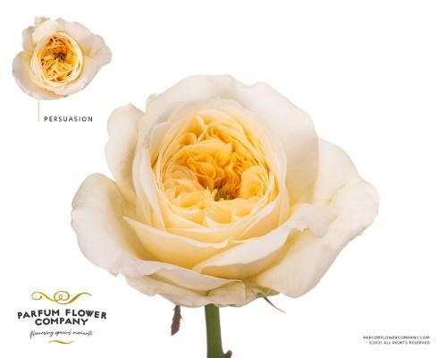 Rosa grootbloemig Persuasion