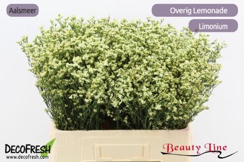 Limonium sinense Sensy Lemonade