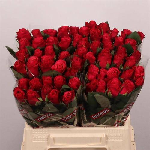 Rosa grootbloemig Tacazzi+