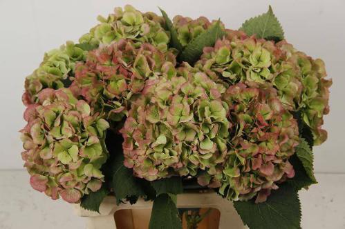 Hydrangea macrophylla Noordpool (classic)