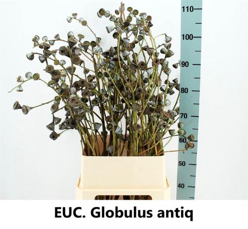 Eucalyptus overig met bes