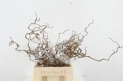 Corylus avellana 'Contorta'